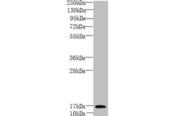 PEA15 Antikörper  (AA 1-130)