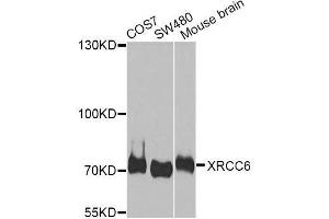 Western blot analysis of extracts of various cell lines, using XRCC6 antibody. (XRCC6 antibody  (AA 408-609))