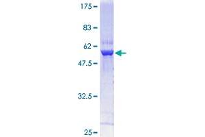 GNPDA1 Protein (AA 1-289) (GST tag)