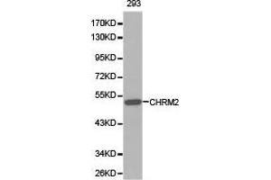 Western Blotting (WB) image for anti-Cholinergic Receptor, Muscarinic 2 (CHRM2) antibody (ABIN1871848) (Muscarinic Acetylcholine Receptor M2 antibody)