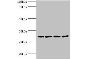 Western blot All lanes: MAF1 antibody at 2 μg/mL Lane 1: MCF-7 whole cell lysate Lane 2: PC-3 whole cell lysate Lane 3: Mouse kidney tissue Lane 4: A431 whole cell lysate Secondary Goat polyclonal to rabbit IgG at 1/10000 dilution Predicted band size: 29 kDa Observed band size: 29 kDa