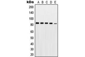 Western blot analysis of PKC gamma expression in HeLa (A), A431 (B), THP1 (C), mouse brain (D), rat brain (E) whole cell lysates.