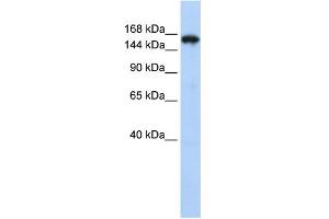 WB Suggested Anti-SYNJ1 Antibody Titration:  0.