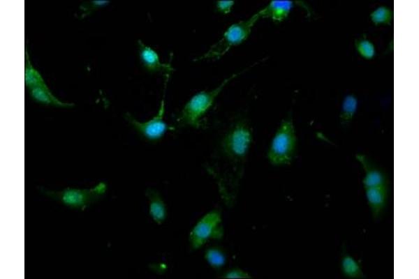 UBR1 antibody  (AA 722-862)