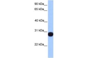 Western Blotting (WB) image for anti-Peroxiredoxin 6 (PRDX6) antibody (ABIN2463162) (Peroxiredoxin 6 antibody)