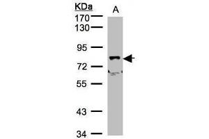 WB Image Sample(30 μg of whole cell lysate) A:A431, B:H1299 7. (SHKBP1 antibody)