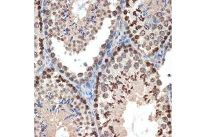 Immunohistochemistry of paraffin-embedded mouse testis using eIF3e Rabbit mAb (ABIN7267040) at dilution of 1:100 (40x lens). (EIF3E antibody)