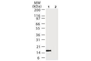Image no. 1 for anti-Cytochrome C, Somatic (CYCS) antibody (ABIN207924) (Cytochrome C antibody)