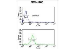 FKBP10 Antibody (N-term) (ABIN391572 and ABIN2841509) flow cytometric analysis of NCI- cells (bottom histogram) compared to a negative control cell (top histogram). (FKBP10 antibody  (AA 57-87))