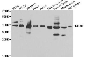Western blot analysis of extracts of various cell lines, using EIF3H antibody. (EIF3H antibody)