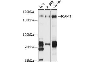 Western blot analysis of extracts of various cell lines, using IC antibody (ABIN1680380, ABIN3018291, ABIN3018292 and ABIN6220426) at 1:1000 dilution. (ICAM-3/CD50 antibody  (AA 270-490))