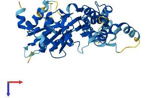 Actin-Like 8 (ACTL8) (AA 1-366) protein (His tag)
