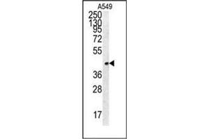 Western blot analysis of FSTL1 Antibody (C-term) in A549 cell line lysates (35ug/lane).
