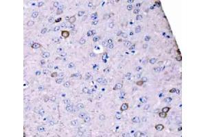IHC analysis of SCRN1 using anti-SCRN1 antibody (ABIN7602923). (Secernin 1 antibody  (C-Term))