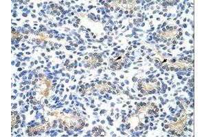 Image no. 1 for anti-Basic Leucine Zipper Nuclear Factor 1 (BLZF1) (N-Term) antibody (ABIN202429) (BLZF1 antibody  (N-Term))