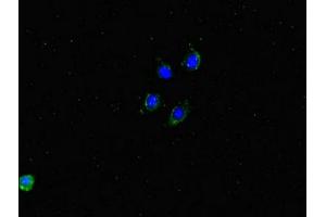 Immunofluorescent analysis of HepG2 cells using ABIN7150100 at dilution of 1:100 and Alexa Fluor 488-congugated AffiniPure Goat Anti-Rabbit IgG(H+L) (Dmx-Like 2 antibody  (AA 2471-2657))
