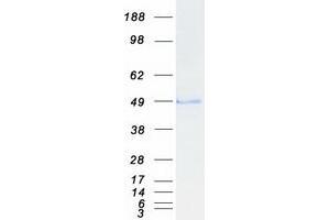 Western Blotting (WB) image for Transforming Growth Factor beta 1 Induced Transcript 1 (TGFB1I1) (Transcript Variant 2) protein (Myc-DYKDDDDK Tag) (ABIN2733511)