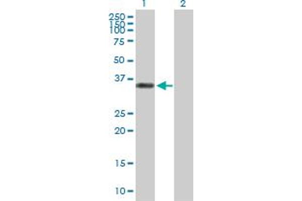 CGR19 antibody  (AA 1-332)