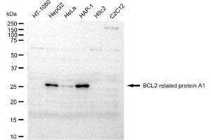 Western blotting analysis using BCL2 related protein A1 antibody (ABIN7797756).