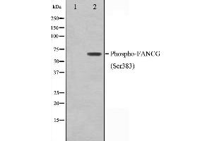 Western blot analysis on K562 cell lysate using Phospho-FANCG(Ser383) Antibody,The lane on the left is treated with the antigen-specific peptide. (FANCG antibody  (pSer383))