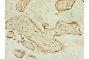Immunohistochemistry of paraffin-embedded human placenta tissue using ABIN7158507 at dilution of 1:100