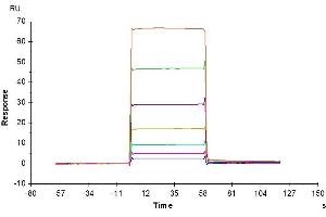 Human BAFF, hFc Tag captured on CM5 Chip via Protein A can bind Mouse BCMA, His-Avi Tag with an affinity constant of 5. (BAFF Protein (AA 134-285) (Fc Tag))