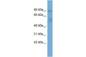 WB Suggested Anti-CDH4  Antibody Titration: 0.