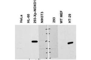 Western blot using  Affinity Purified anti-NOXO1 antibody shows detection of a band ~50 kDa corresponding to human NOXO1 (arrowhead). (NOXO1 antibody  (AA 238-252))