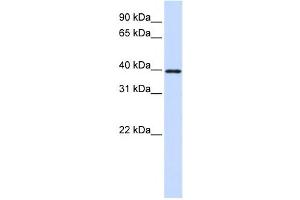 Western Blotting (WB) image for anti-Eukaryotic Translation Initiation Factor 3, Subunit G (EIF3G) antibody (ABIN2458504) (EIF3G antibody)
