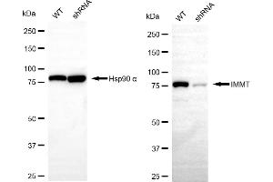 anti-Inner Membrane Protein, Mitochondrial (IMMT) antibody