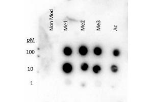 Dot Blot of Rabbit Histone H3 K27 me1-3 ac Antibody. (Histone 3 antibody  (H3K27me))
