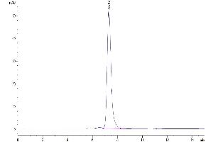Size-exclusion chromatography-High Pressure Liquid Chromatography (SEC-HPLC) image for TNF Receptor Superfamily, Member 6 (FAS) (AA 26-173) protein (Fc Tag) (ABIN7274589)