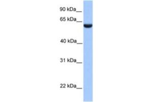 Western Blotting (WB) image for anti-PHD Finger Protein 1 (PHF1) antibody (ABIN2461929) (PHF1 antibody)