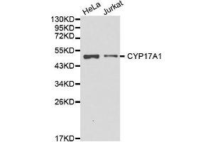 Western blot analysis of extracts of various cell lines, using CYP17A1 antibody. (CYP17A1 antibody  (AA 209-508))