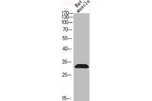 Western Blot analysis of RAT-MUSCLE cells using p57 Polyclonal Antibody (CDKN1C antibody  (N-Term))