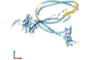 AlphaFold protein structure predicition of Human Recombinant SMC5 Protein, UniprotID Q8IY18 (SMC5 Protein (AA 1-1101) (His tag))