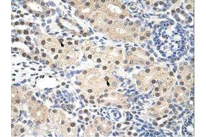 Image no. 1 for anti-Ring Finger Protein 14 (RNF14) (C-Term) antibody (ABIN203171) (RNF14 antibody  (C-Term))