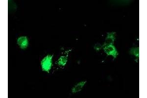 Image no. 4 for anti-Protein Disulfide Isomerase Family A, Member 4 (PDIA4) antibody (ABIN1500106) (PDIA4 antibody)