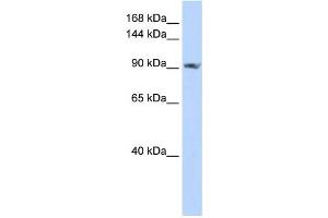 Western Blotting (WB) image for anti-Signal Peptide, CUB Domain, EGF-Like 2 (SCUBE2) antibody (ABIN2459309) (SCUBE2 antibody)