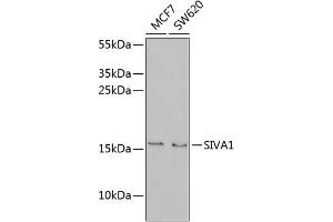 Western blot analysis of extracts of various cell lines, using SIV antibody (ABIN6131289, ABIN6147803, ABIN6147804 and ABIN6221935) at 1:1000 dilution. (SIVA1 antibody  (AA 1-110))