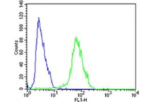 Flow cytometric analysis of SH-SY5Y cells using FGFR1 Antibody (Center)(green, Cat(ABIN6243223 and ABIN6577702)) compared to an isotype control of rabbit IgG(blue). (FGFR1 antibody  (AA 291-324))