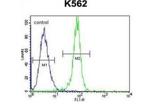 Flow Cytometric analysis of K562 cells using STUB1 / CHIP Antibody (C-term) Cat. (STUB1 antibody  (C-Term))