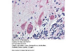 Immunohistochemistry with Human Brain, cerebellum tissue at an antibody concentration of 5. (ST18 antibody  (Middle Region))