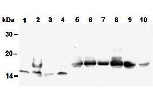 Western Blotting (WB) image for anti-Histone H4 antibody (ABIN1449238) (Histone H4 antibody)