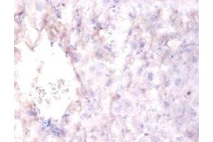 Immunohistochemistry of paraffin-embedded mouse liver tissue using ABIN7167550 at dilution of 1:100 (Reelin antibody  (AA 26-254))