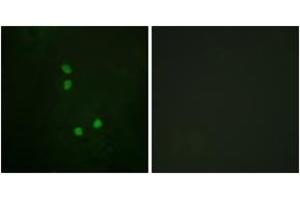 Immunofluorescence analysis of NIH-3T3 cells, using Cyclin E2 (Phospho-Thr392) Antibody. (Cyclin E2 antibody  (pThr392))