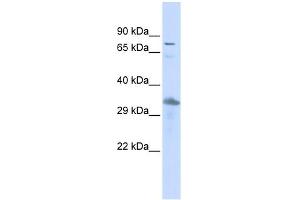 WB Suggested Anti-TEF Antibody Titration:  0. (TEF antibody  (Middle Region))