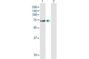 Western Blot analysis of DHX58 expression in transfected 293T cell line by DHX58 MaxPab polyclonal antibody. (DHX58 antibody  (AA 1-678))