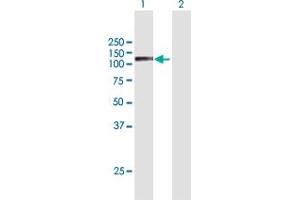 Western Blot analysis of SEMA6C expression in transfected 293T cell line by SEMA6C MaxPab polyclonal antibody.