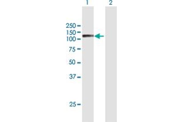 Semaphorin 6C antibody  (AA 1-930)